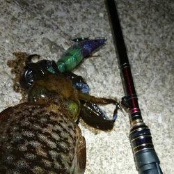 対馬エギング釣果