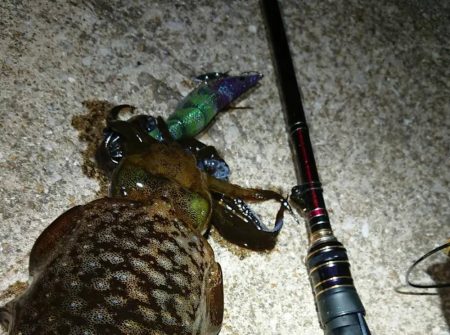対馬エギング釣果