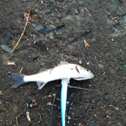 チーバスでも釣れる