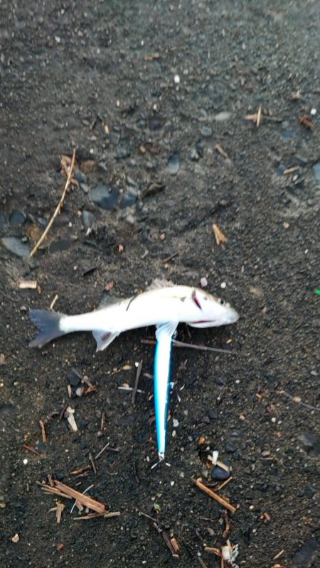 チーバスでも釣れる