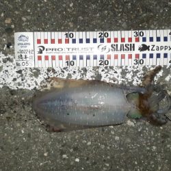 寒いですが朝まず目狙いで！