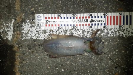 寒いですが朝まず目狙いで！