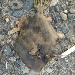 【初心者でも釣れた釣り】自家製エムキャロでカワハギ釣り