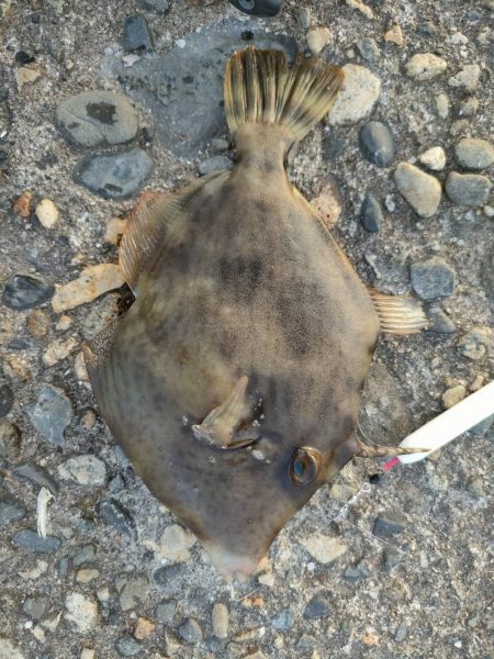 【初心者でも釣れた釣り】自家製エムキャロでカワハギ釣り