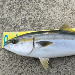 仕事終わり朝マズメでキター！