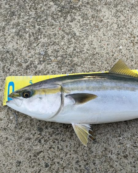 仕事終わり朝マズメでキター！