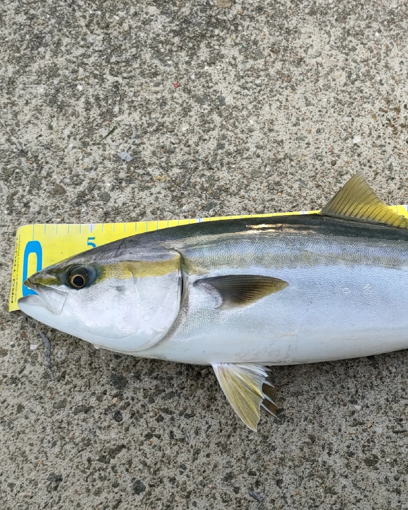 仕事終わり朝マズメでキター！