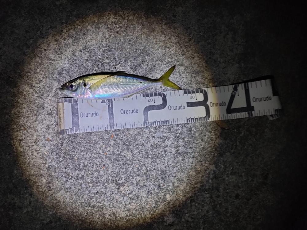 11/5釣果 コロダイ