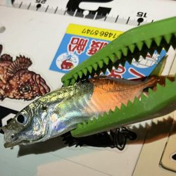 流れが強いアジング