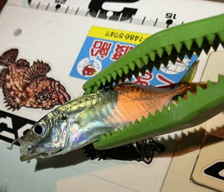 流れが強いアジング