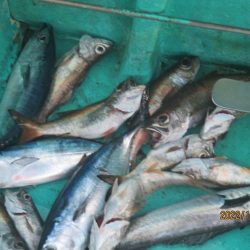 黒ムツ、するめいか、メジマグロ