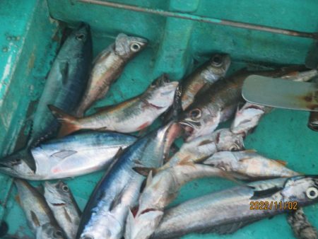 黒ムツ、するめいか、メジマグロ