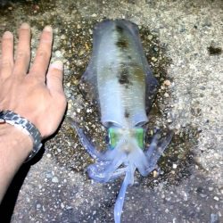 アオリイカ終盤戦