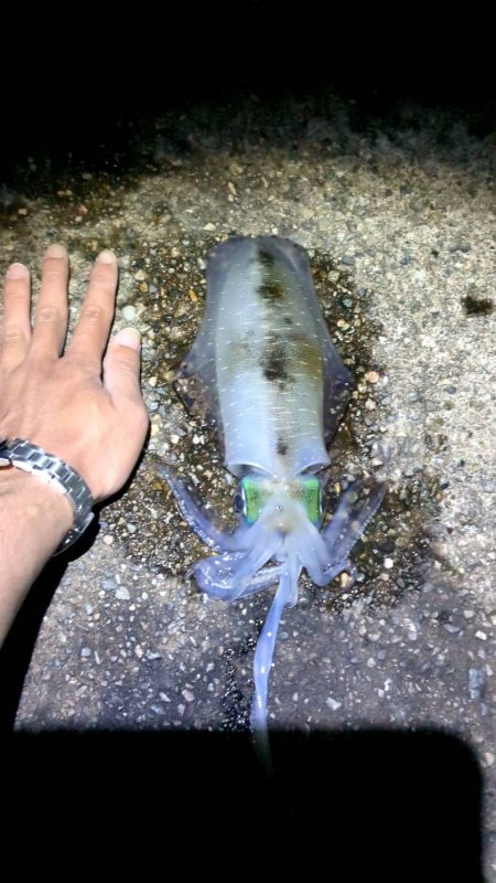 アオリイカ終盤戦