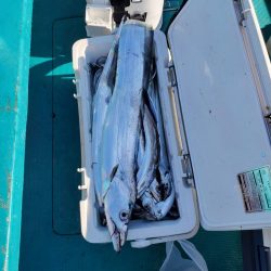 今年5~6回目?の船タチ