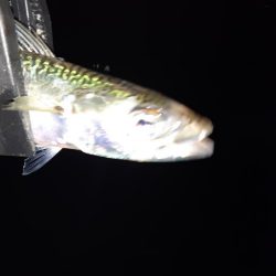 ショアジギング