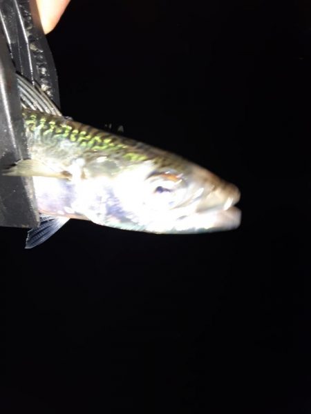 ショアジギング