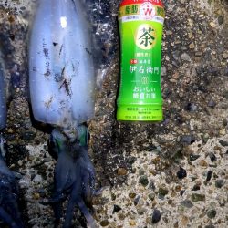 アオリイカ釣り