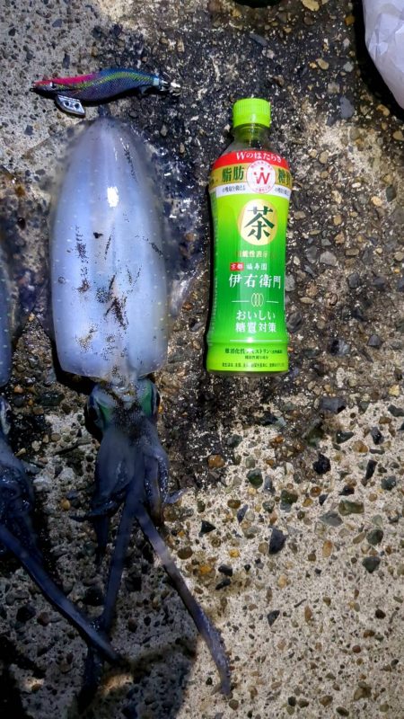 アオリイカ釣り