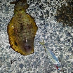 アオリイカ釣り