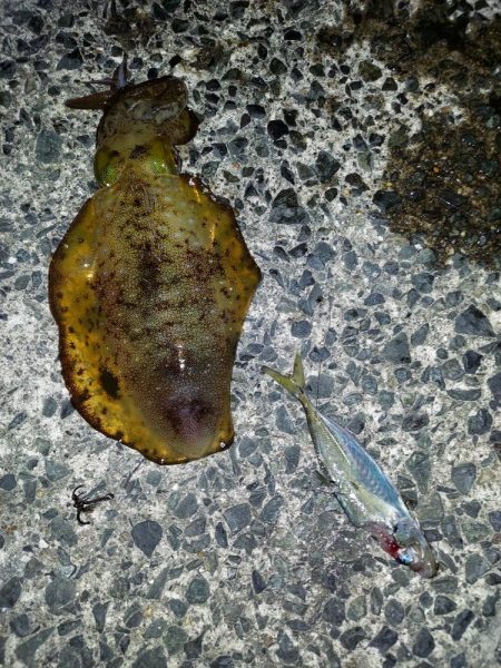 アオリイカ釣り