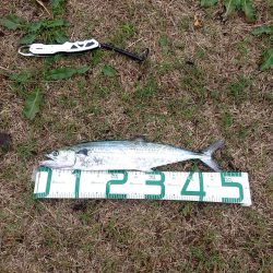 昨日の夜はアジング、今日の朝はサゴシ