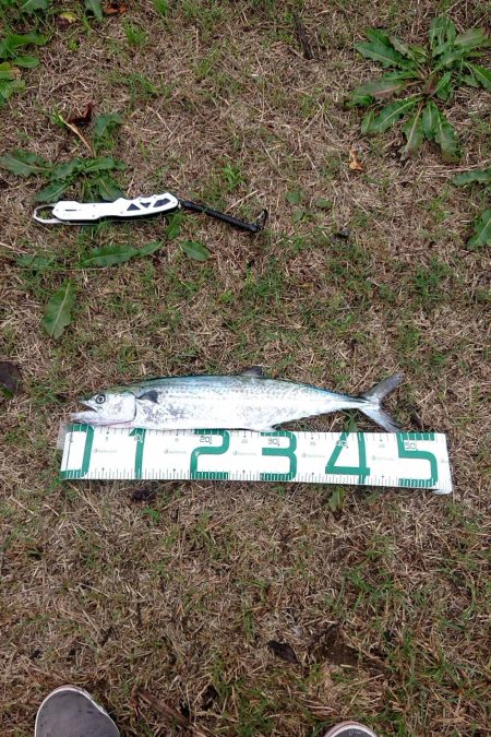 昨日の夜はアジング、今日の朝はサゴシ