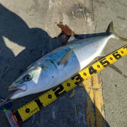 ブリにあと一歩届かず