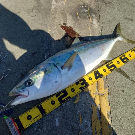 ブリにあと一歩届かず