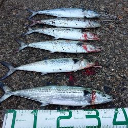 沢山釣れました