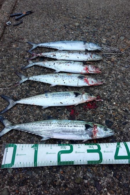 沢山釣れました