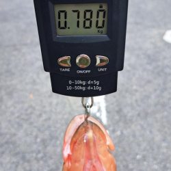 お久しぶりです