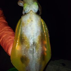 アオリイカ釣り