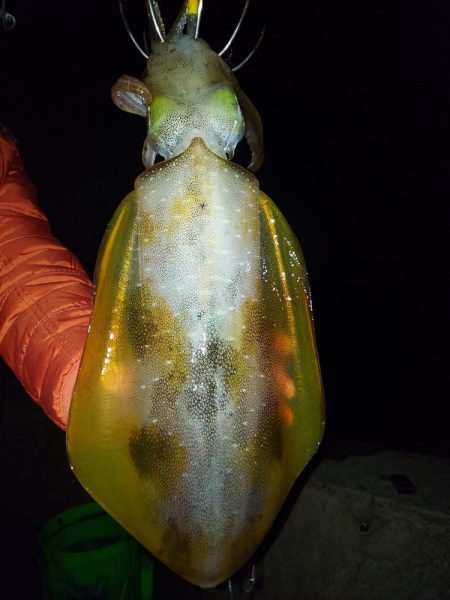 アオリイカ釣り