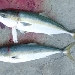 マリーナシティ青物