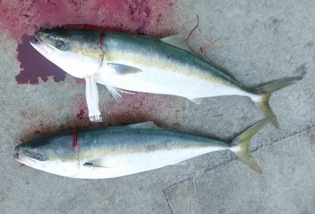 マリーナシティ青物