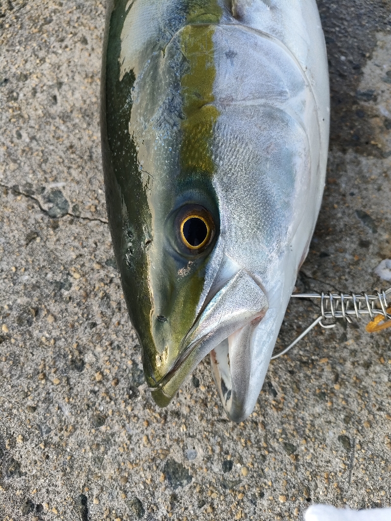 今シーズン青物7匹目はノマセ釣りで。