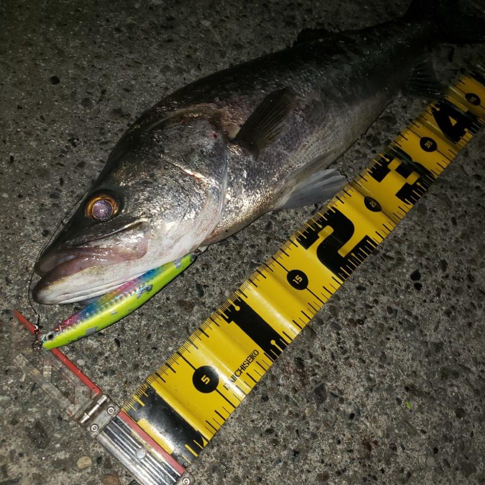 やっと釣れました!