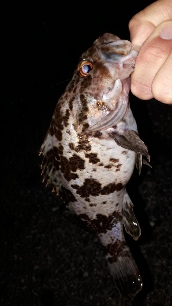 早くもロック時代か-w