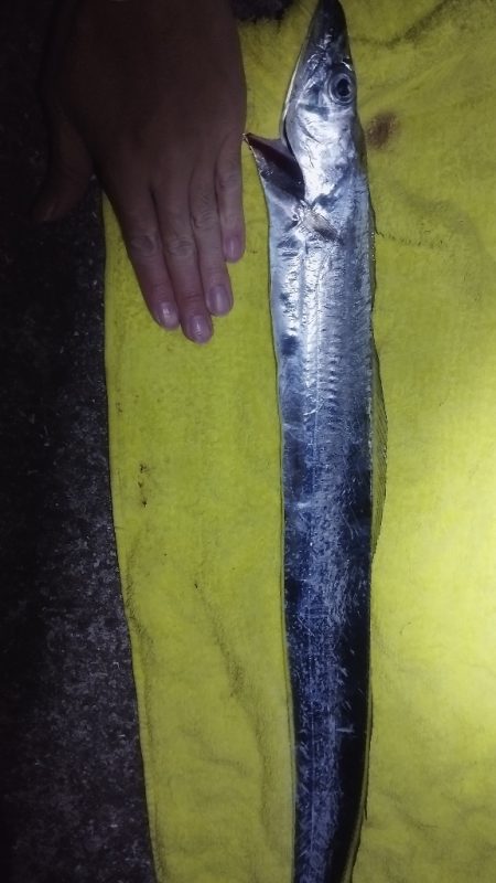 釣りと天体観測