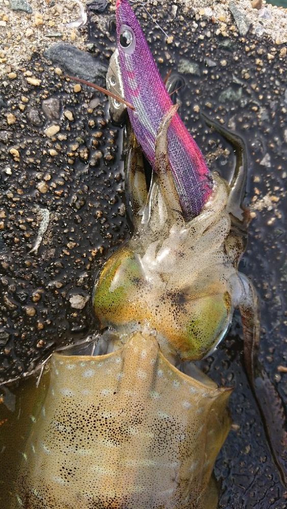 対馬エギング釣果