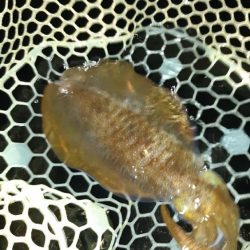 久しぶりにエギング