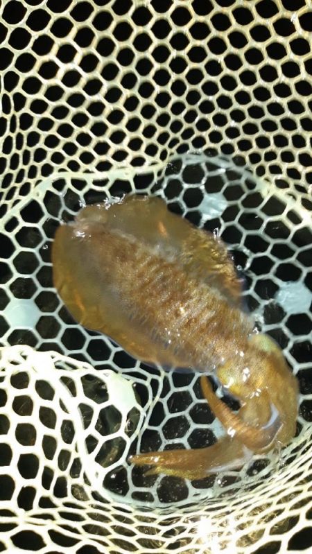 久しぶりにエギング