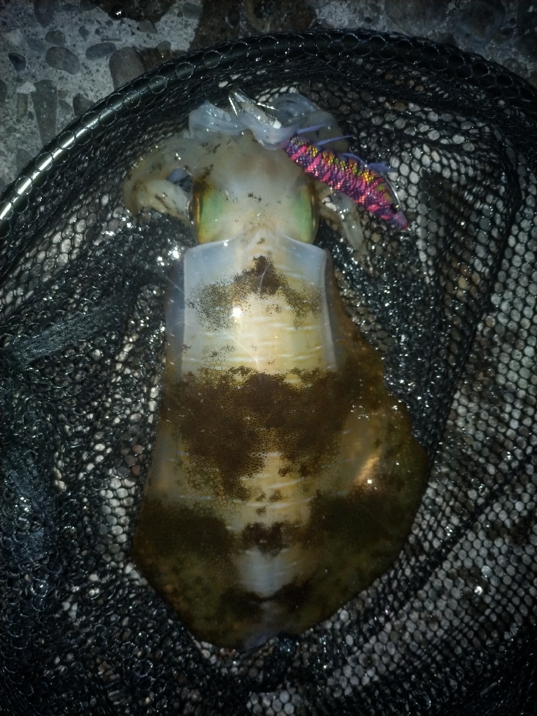 観光港にて調査報告！