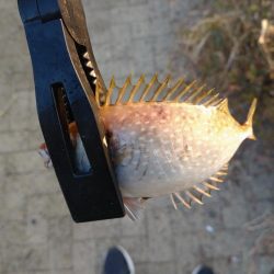 シーサイドコスモ釣行