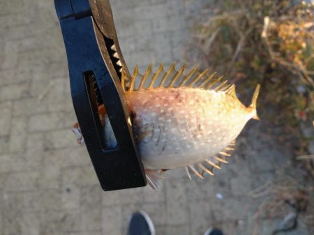 シーサイドコスモ釣行