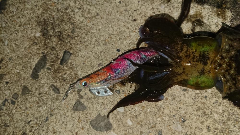 対馬エギング釣果