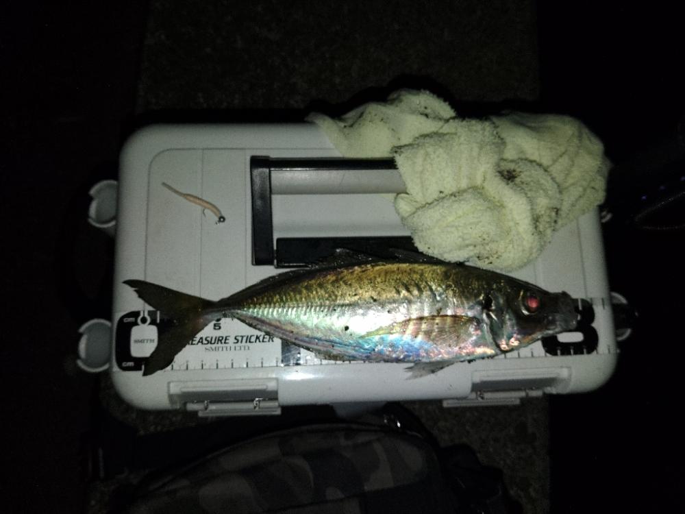 (尺アジ)フロートゲーム～