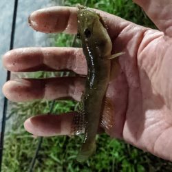 旧中川 落ちハゼ