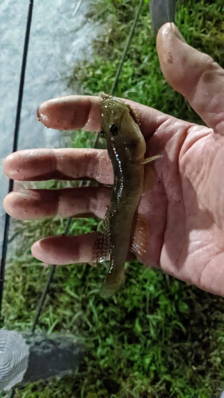 旧中川 落ちハゼ